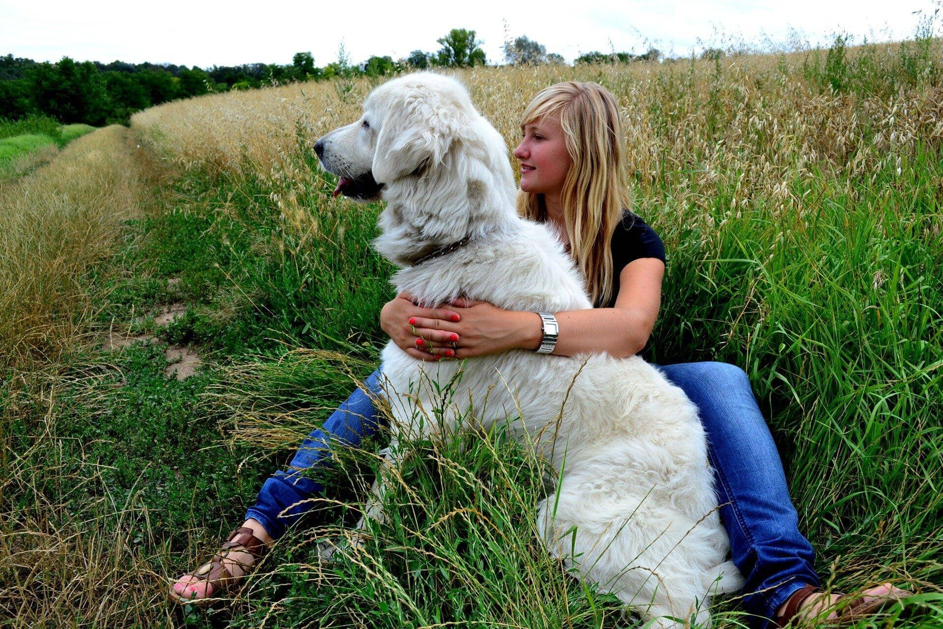 dog allergy test